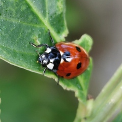Coccinella septempunctata