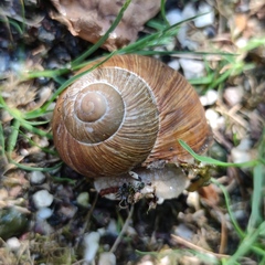 Helix pomatia