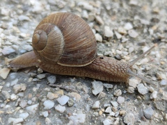 Helix pomatia
