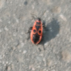 Pyrrhocoris apterus