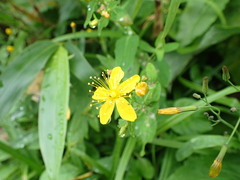 Hypericum senanense senanense