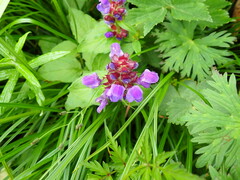 Prunella prunelliformis