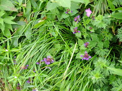 Prunella prunelliformis