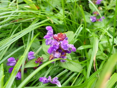 Prunella prunelliformis