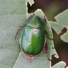 Anomala albopilosa