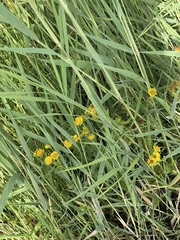 Pentanema britannica