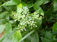 Conioselinum chinense