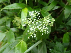 Conioselinum chinense