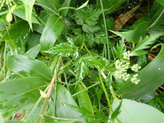 Conioselinum chinense
