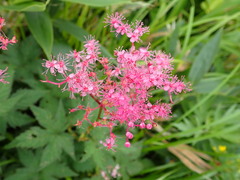 Filipendula multijuga