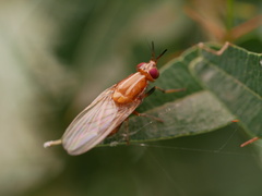 Rhagadolyra handlirschi