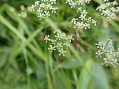Conioselinum chinense