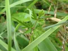 Conioselinum chinense
