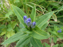 Gentiana makinoi
