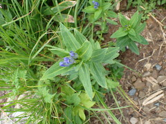 Gentiana makinoi