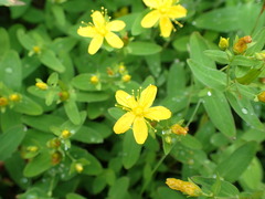 Hypericum senanense senanense