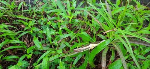 Ceropegia attenuata