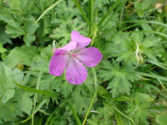 Geranium yesoense nipponicum