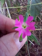 Silene dioica