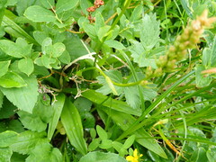 Aletris foliata