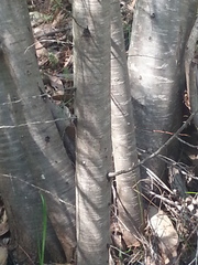 Callitris rhomboidea