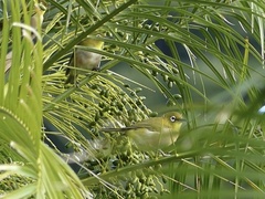 Zosterops japonicus insularis