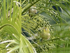 Zosterops japonicus insularis