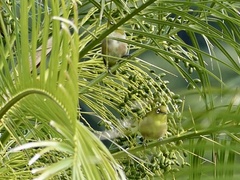 Zosterops japonicus insularis