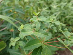 Euphorbia togakusensis