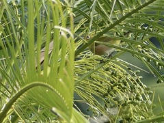 Zosterops japonicus insularis