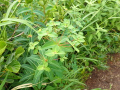 Euphorbia togakusensis