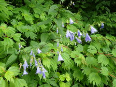 Adenophora remotiflora
