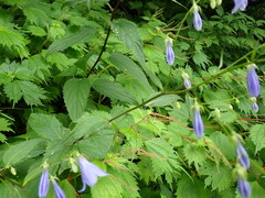 Adenophora remotiflora