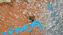 Larinioides sclopetarius