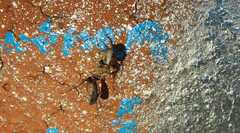 Larinioides sclopetarius