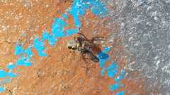 Larinioides sclopetarius