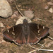 Southern Cloudywing - Photo (c) Bill Bouton, some rights reserved (CC BY-NC)