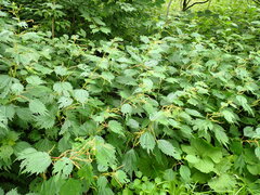 Boehmeria silvestrii