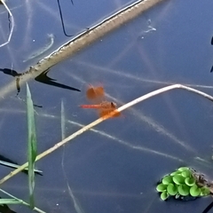 Brachythemis contaminata