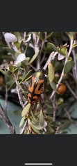 Castiarina burnsi