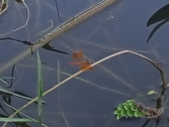 Brachythemis contaminata