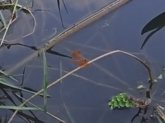 Brachythemis contaminata