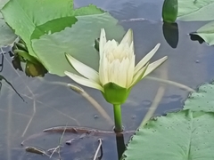 Nymphaea