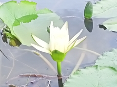 Nymphaea