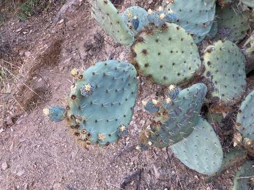 Opuntia robusta