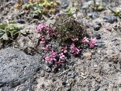 Asperula cristata