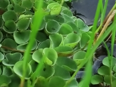 Salvinia cucullata