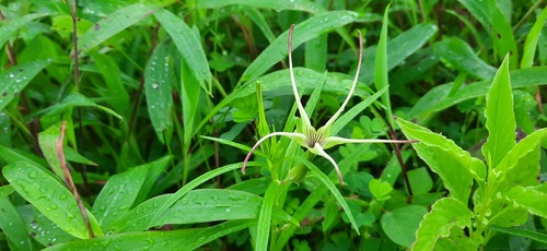 Ceropegia attenuata