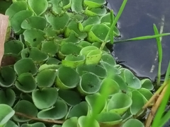 Salvinia cucullata