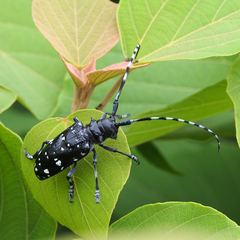 Anoplophora chinensis